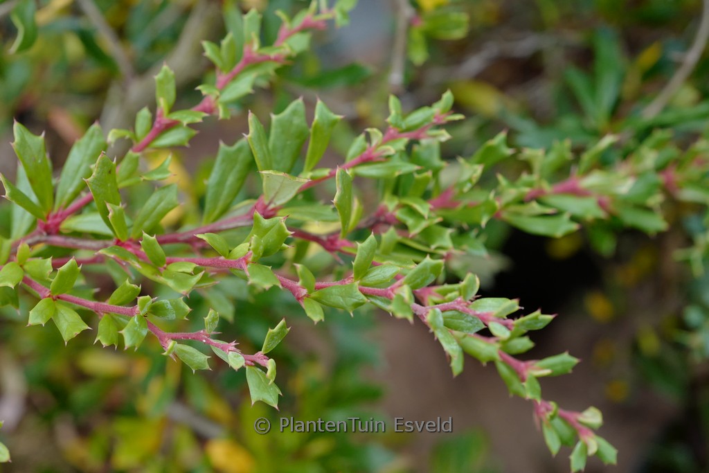 Berberis stenophylla ‘Irwinii’