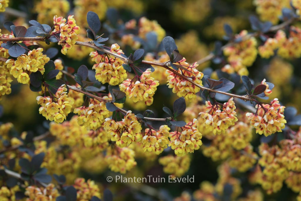 Berberis thunbergii ‘Atropurpurea’