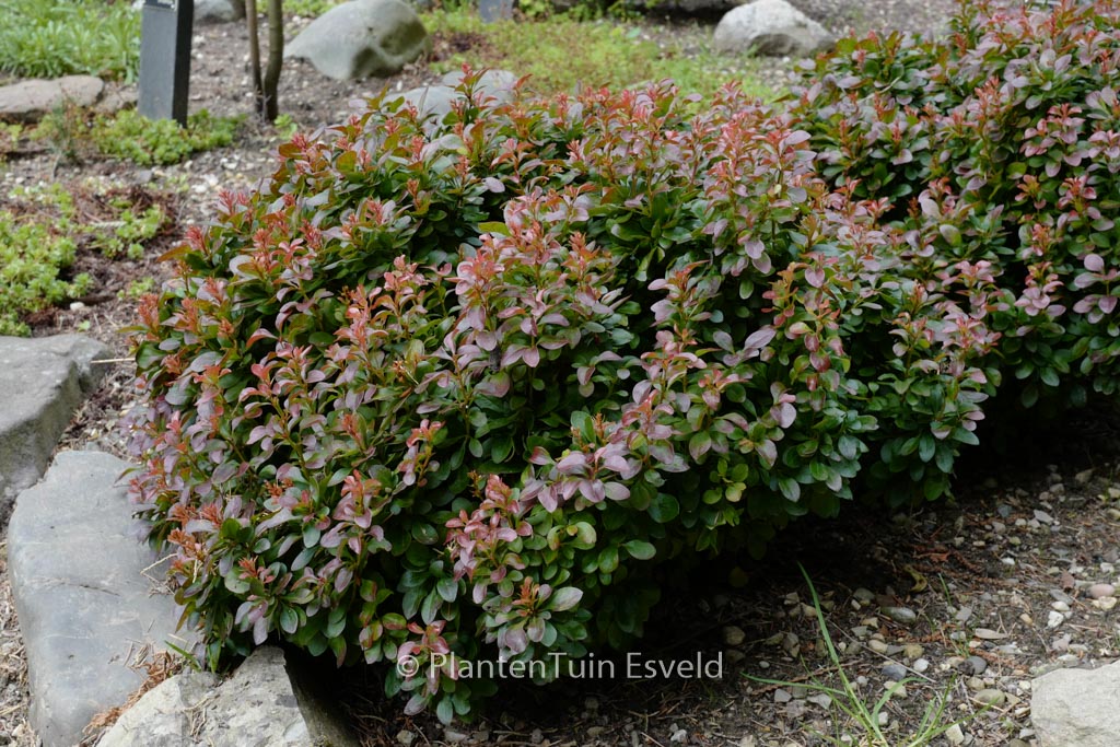 Berberis thunbergii ‘Bagatelle’