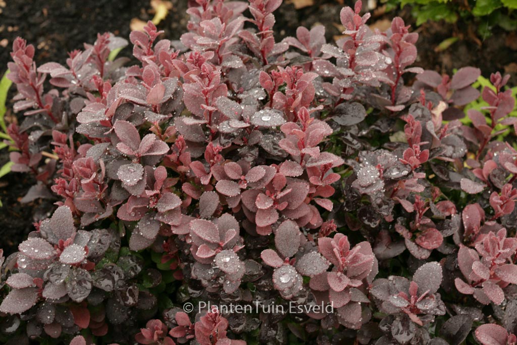 Berberis thunbergii ‘Concorde’