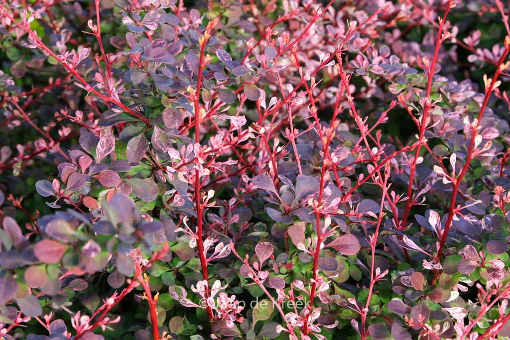 Berberis thunbergii ‘Flamingo’
