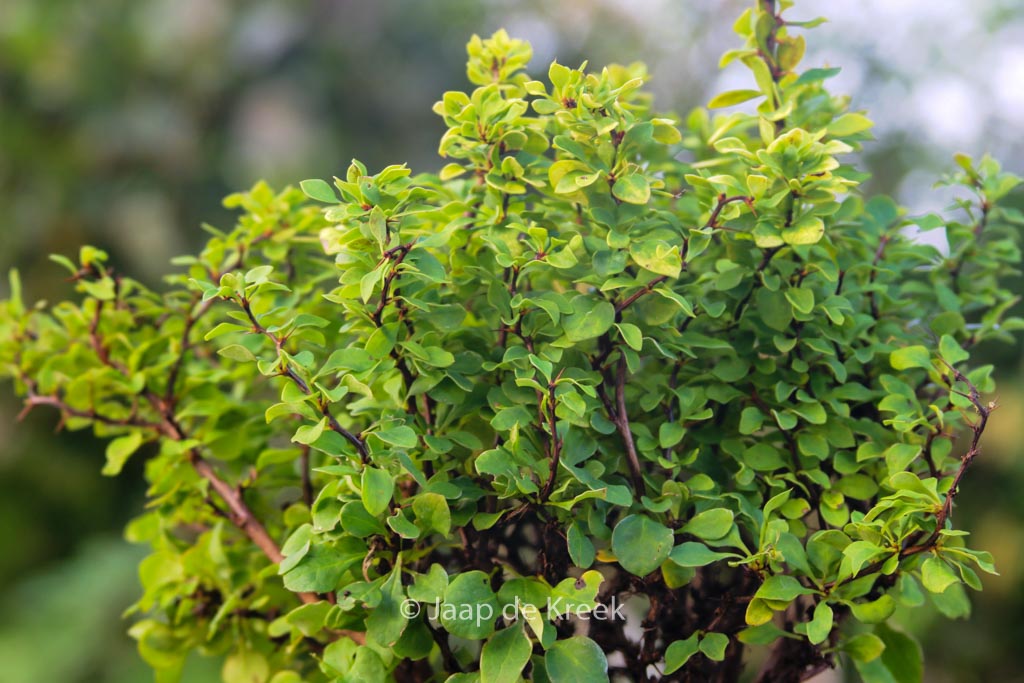 Berberis thunbergii ‘Goldalita’