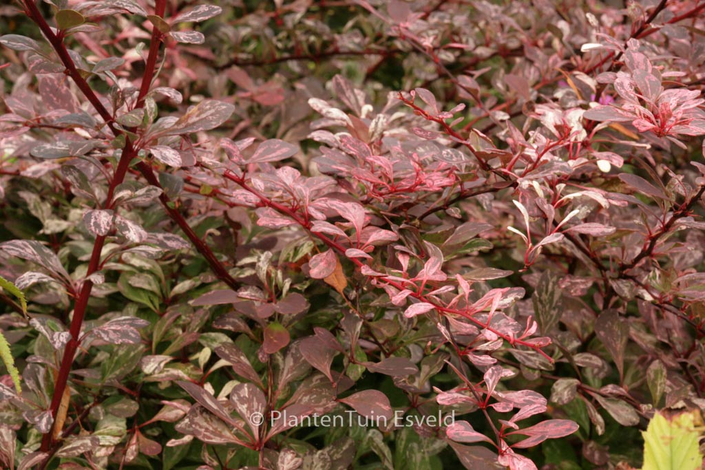 Berberis thunbergii ‘Harlequin’