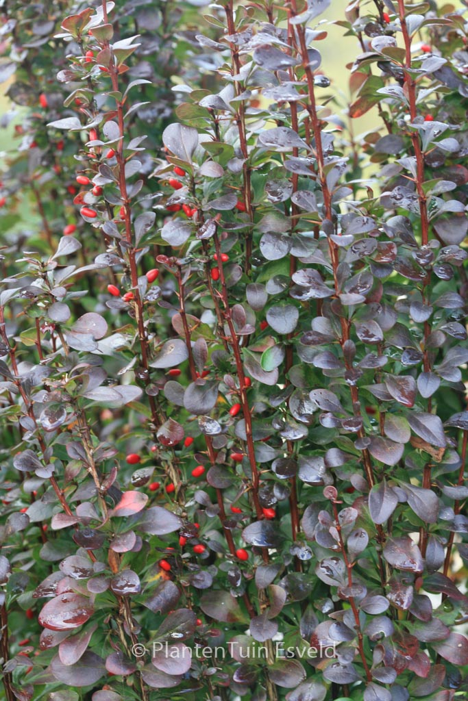 Berberis thunbergii ‘Helmond Pillar’