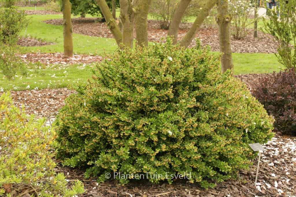 Berberis thunbergii ‘Kobold’