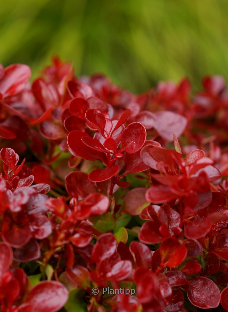 Berberis thunbergii ‘Lutin Rouge’