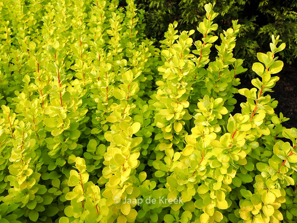 Berberis thunbergii ‘Maria’