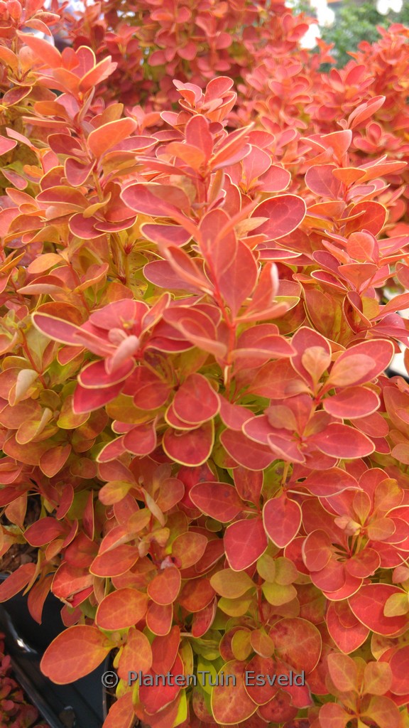 Berberis thunbergii ‘Orange Ice’