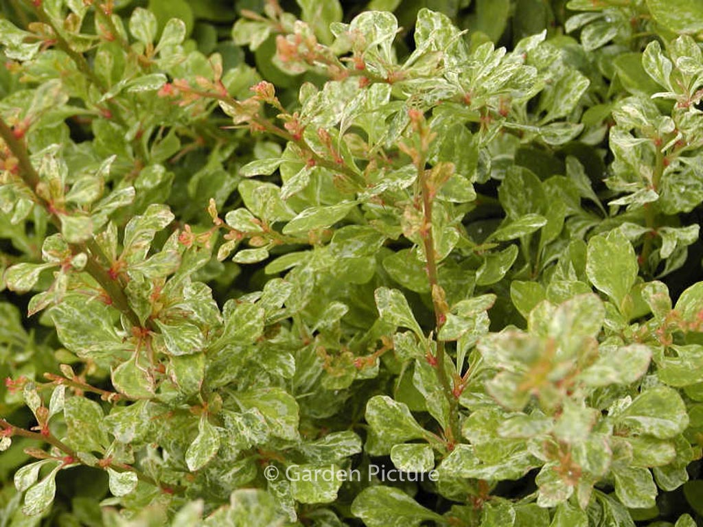 Berberis thunbergii ‘Powwow’