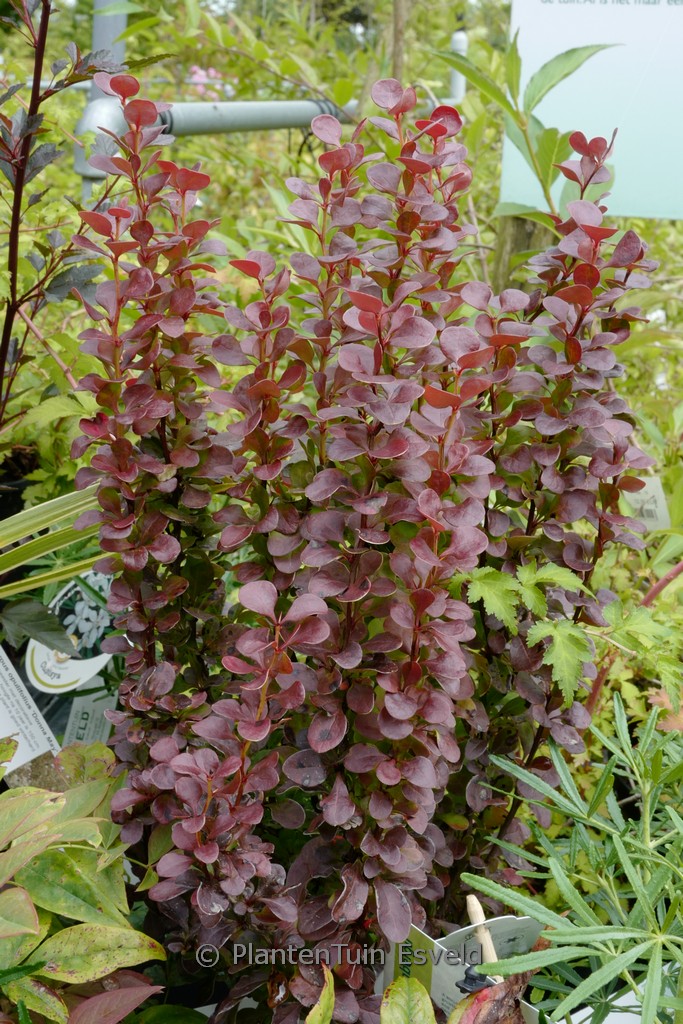 Berberis thunbergii ‘Red Tower’