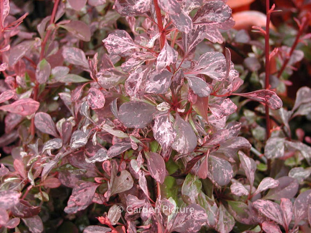 Berberis thunbergii ‘Rose Glow’