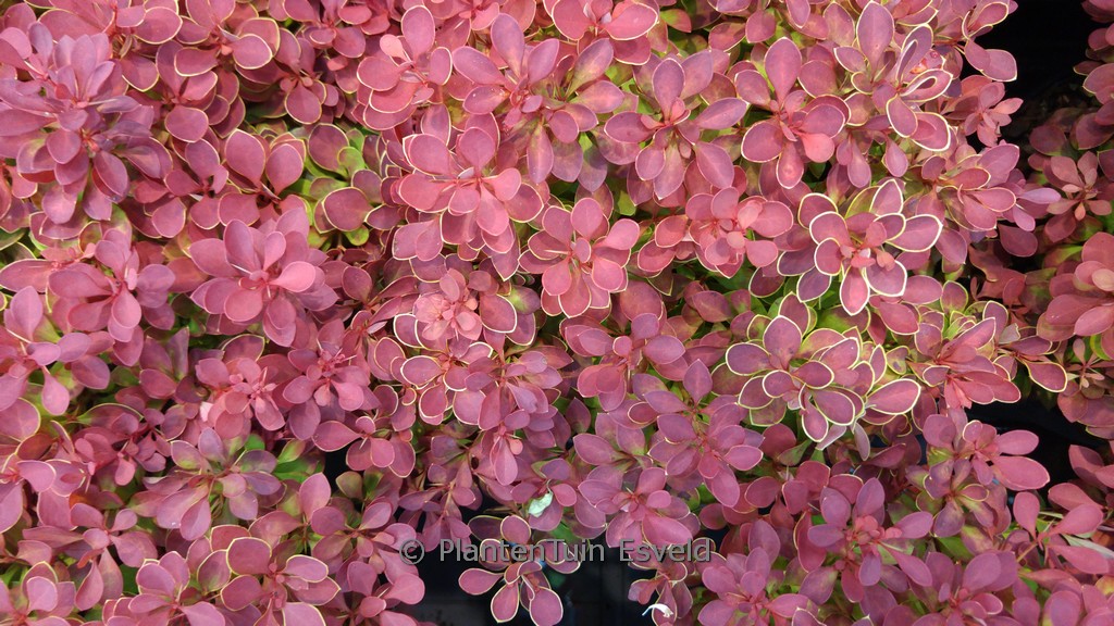 Berberis thunbergii ‘Ruby Star’