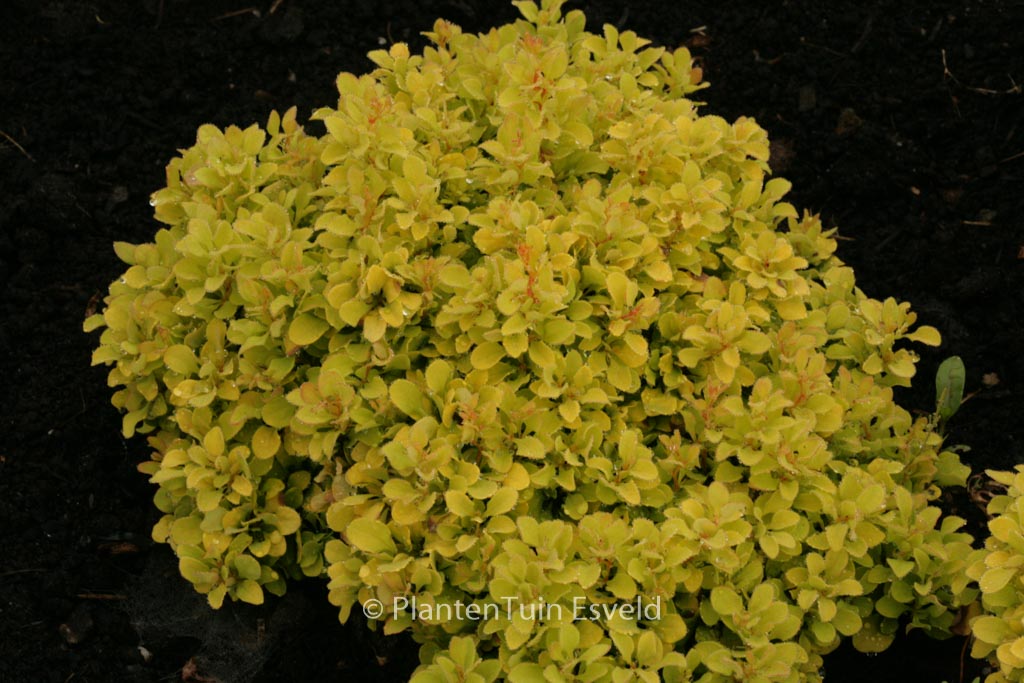 Berberis thunbergii ‘Tiny Gold’