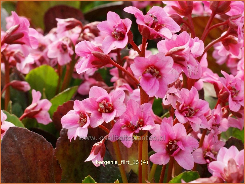 Bergenia ‘Flirt’