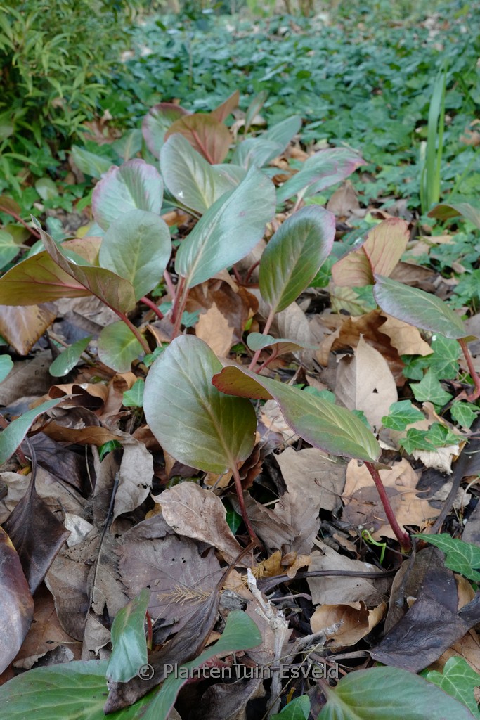 Bergenia ‘Oeschberg’