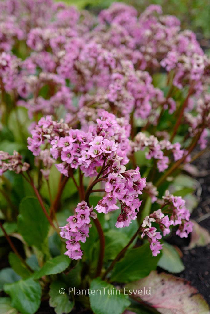 Bergenia ‘Rosi Klose’