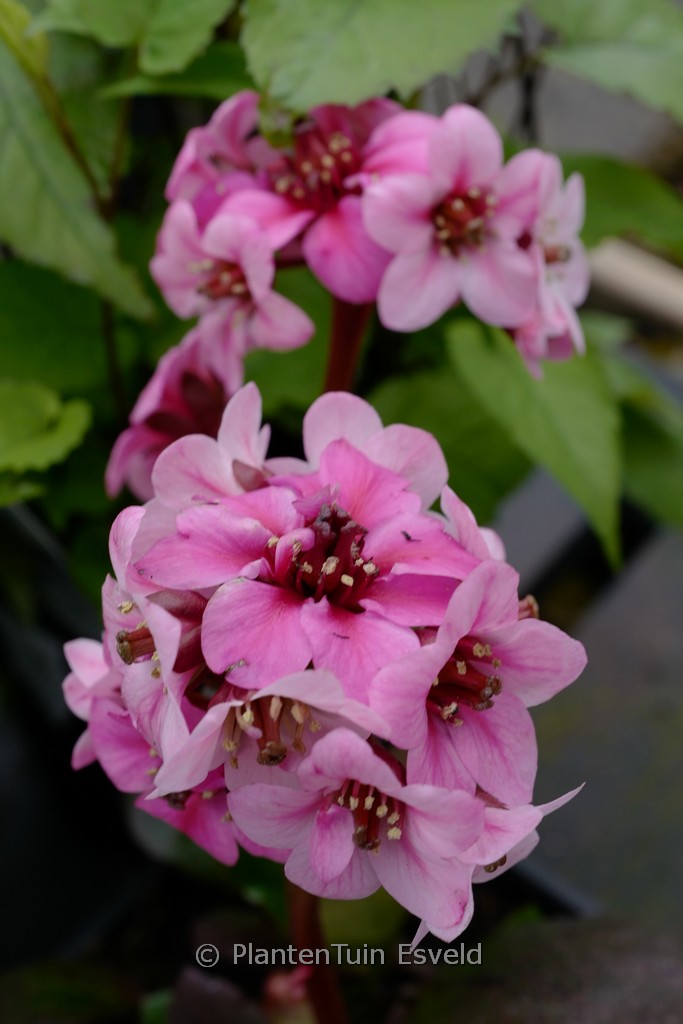 Bergenia ‘Sakura’ DRAGONFLY