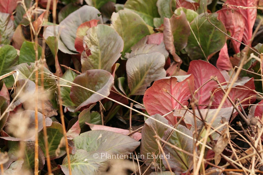 Bergenia ‘Vintergloed’