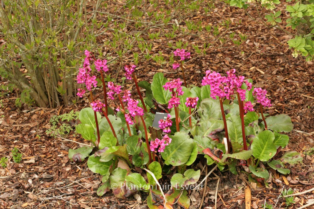 Bergenia cordifolia ‘Eroica’