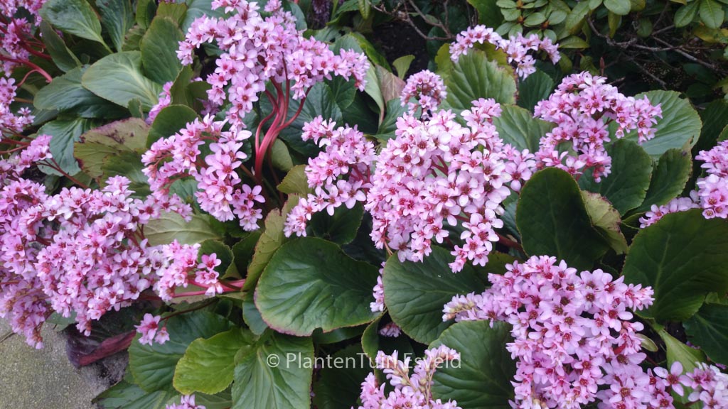 Bergenia cordifolia