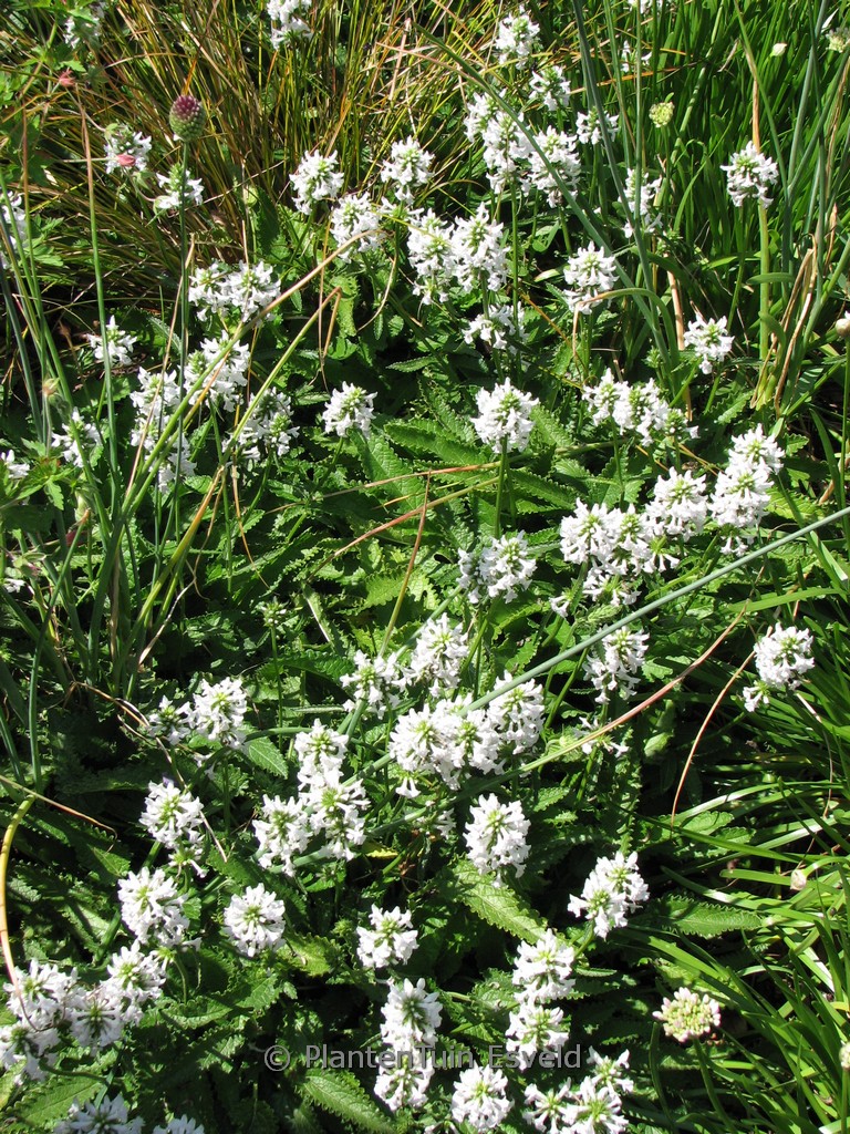 Betonica officinalis ‘Alba’