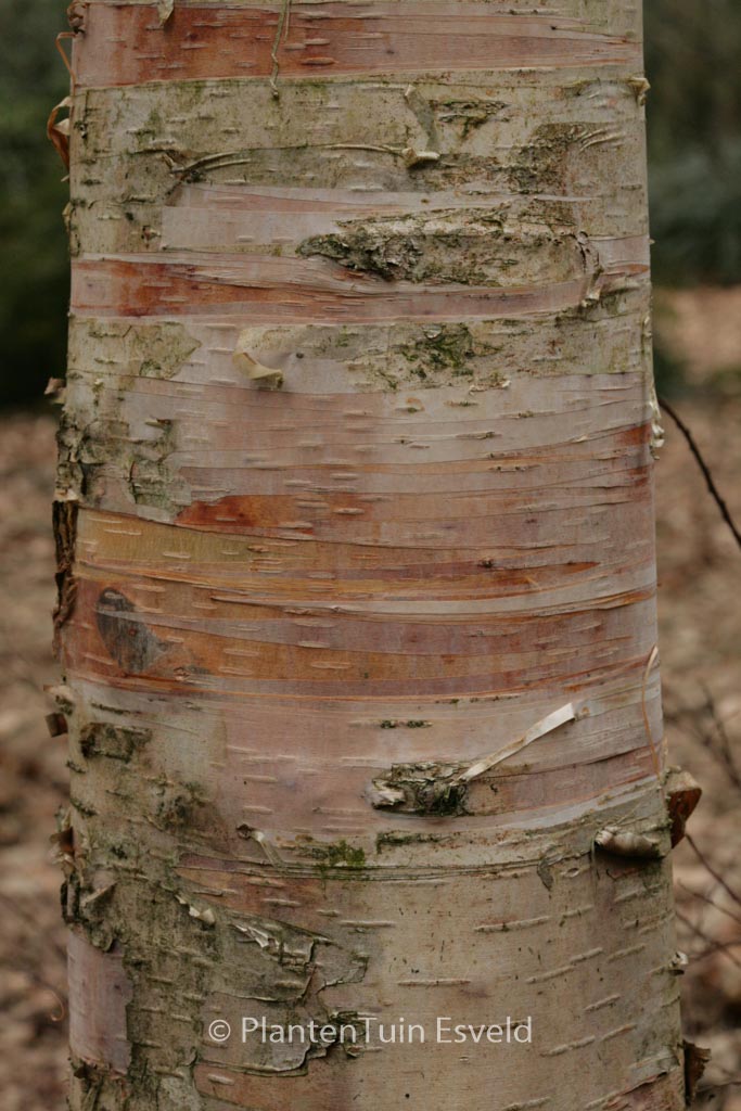 Betula ‘Edinburgh’