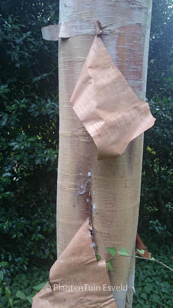 Betula albosinensis ‘Fascination’