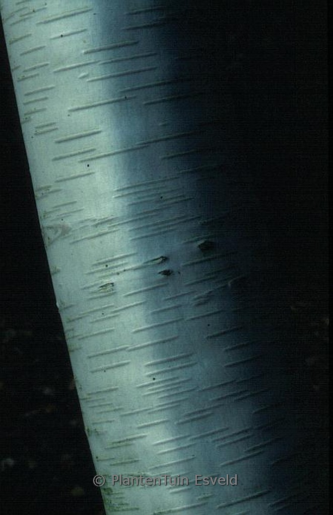 Betula albosinensis ‘Hergest’