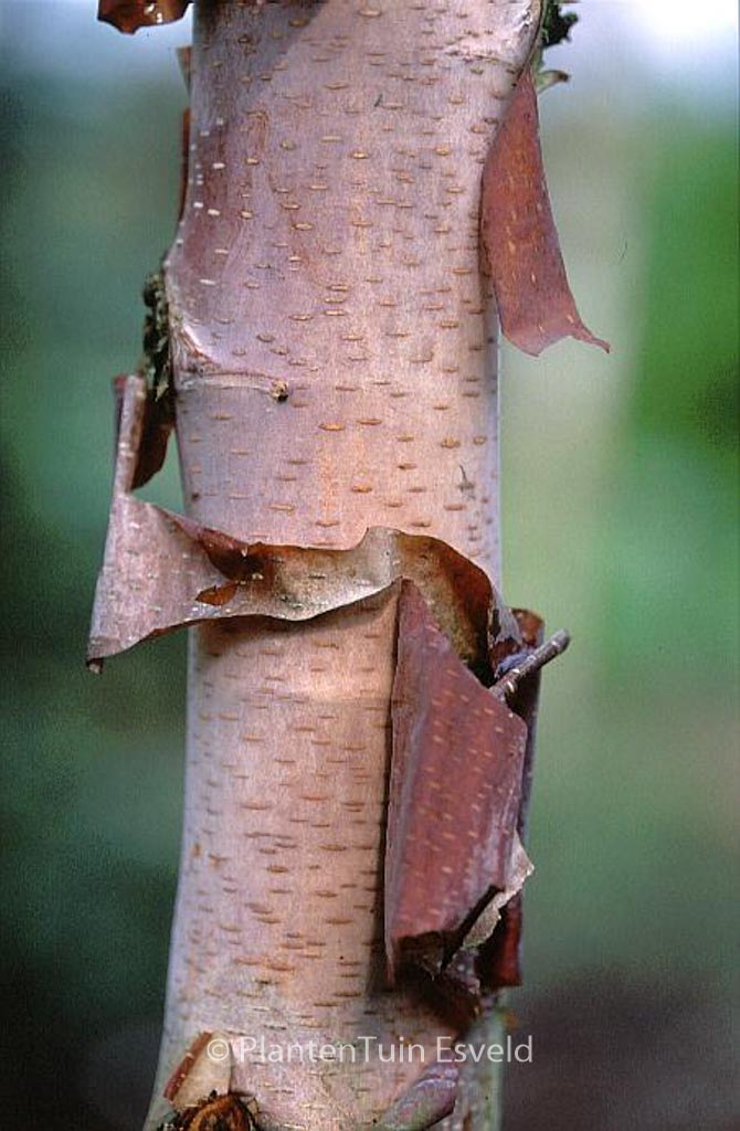 Betula albosinensis ‘Kenneth Ashburner’