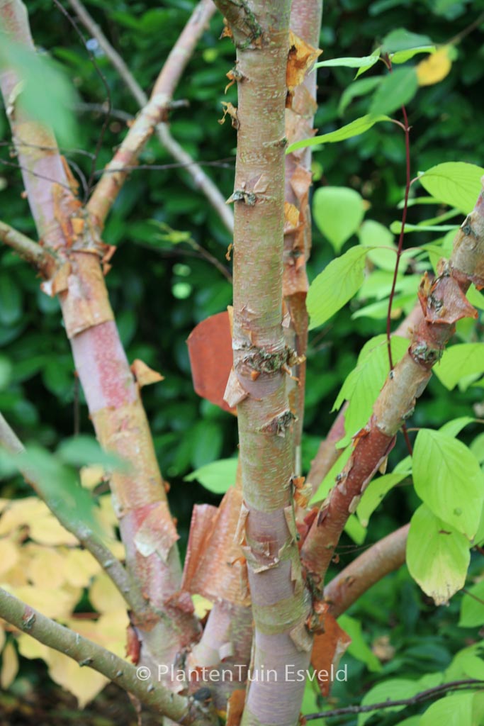 Betula albosinensis ‘Ness’