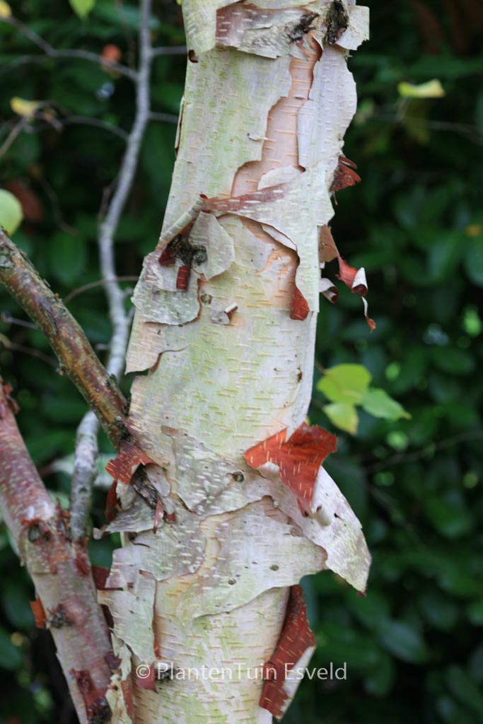 Betula davurica ‘Stone Farm’