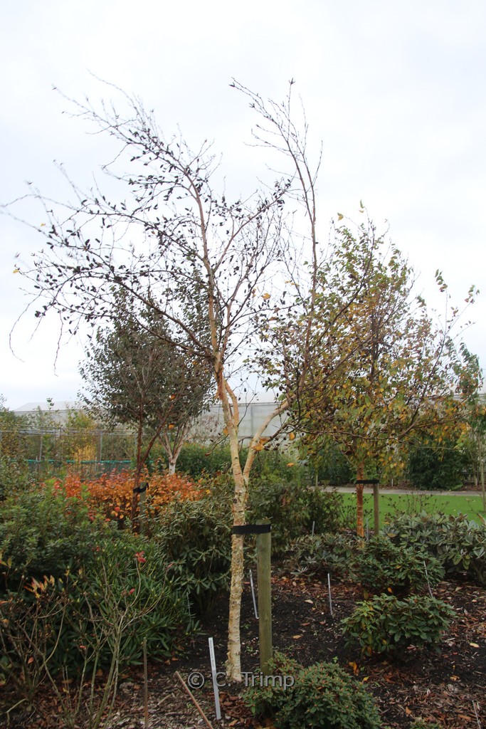 Betula ermanii ‘Blush’