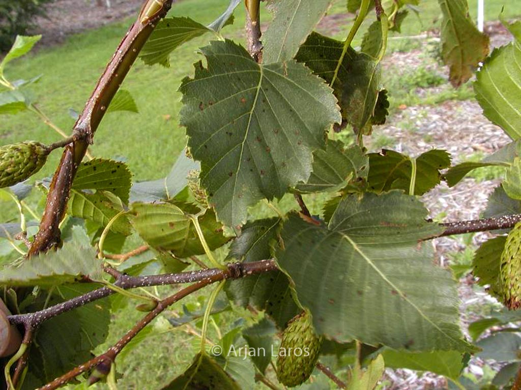 Betula ermanii ‘Grayswood Hill’