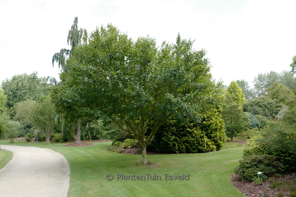 Betula medwediewii ‘Gold Bark’