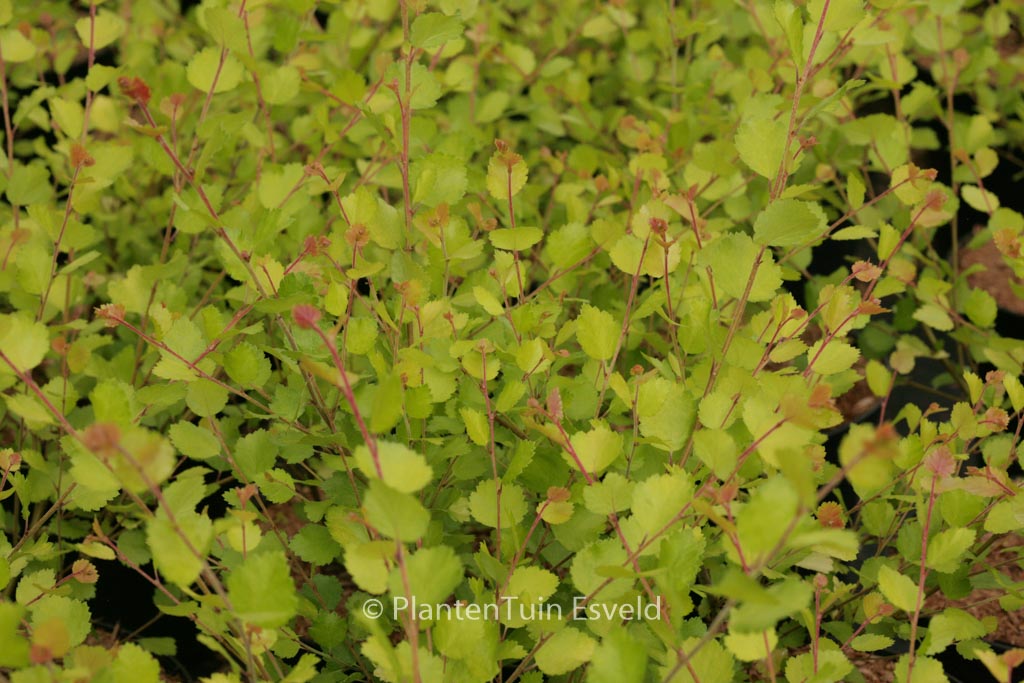 Betula nana ‘Golden Treasure’