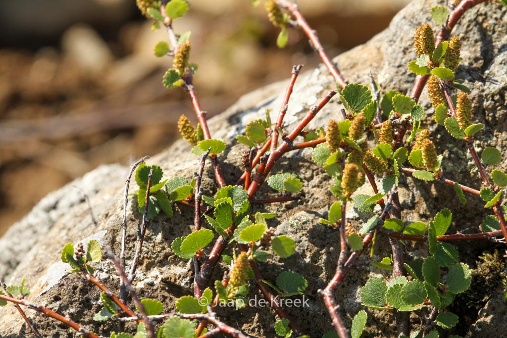 Betula nana