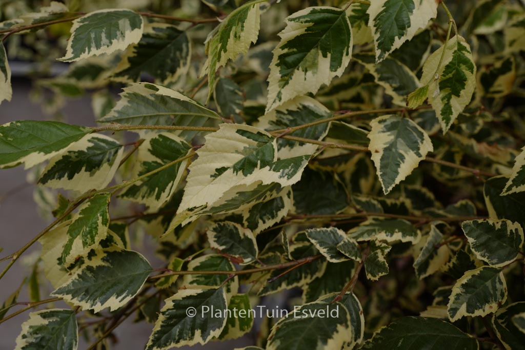 Betula nigra ‘Shiloh Splash’