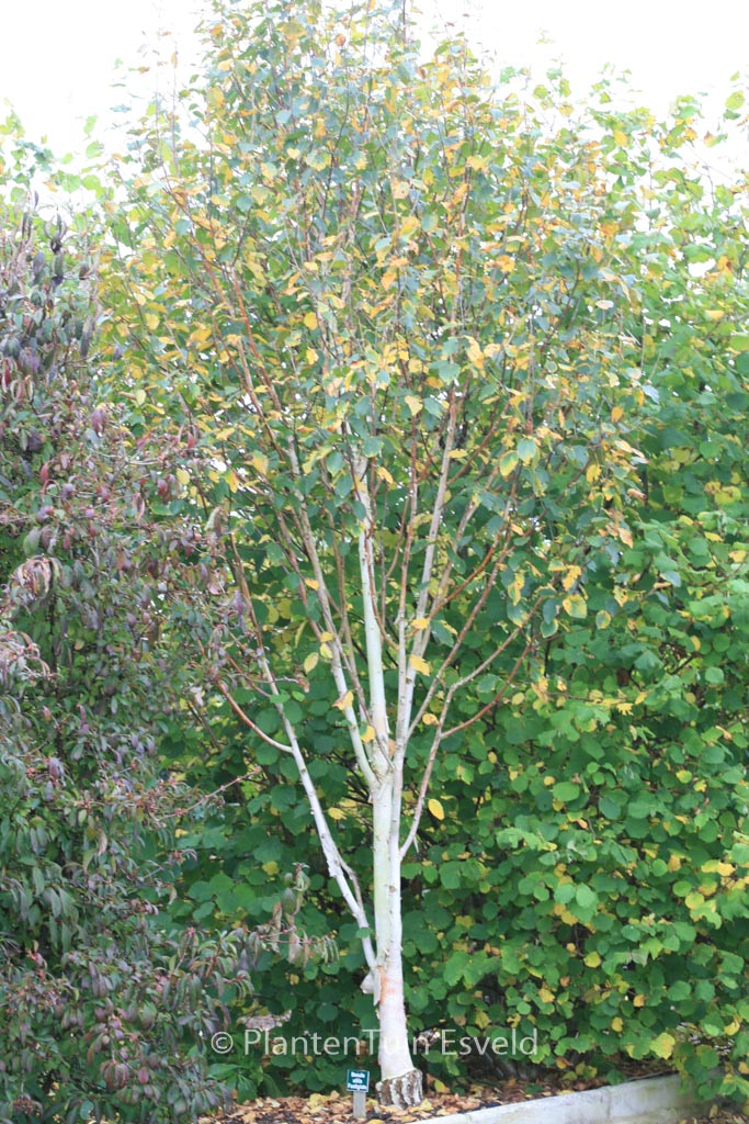 Betula pendula ‘Fastigiata’