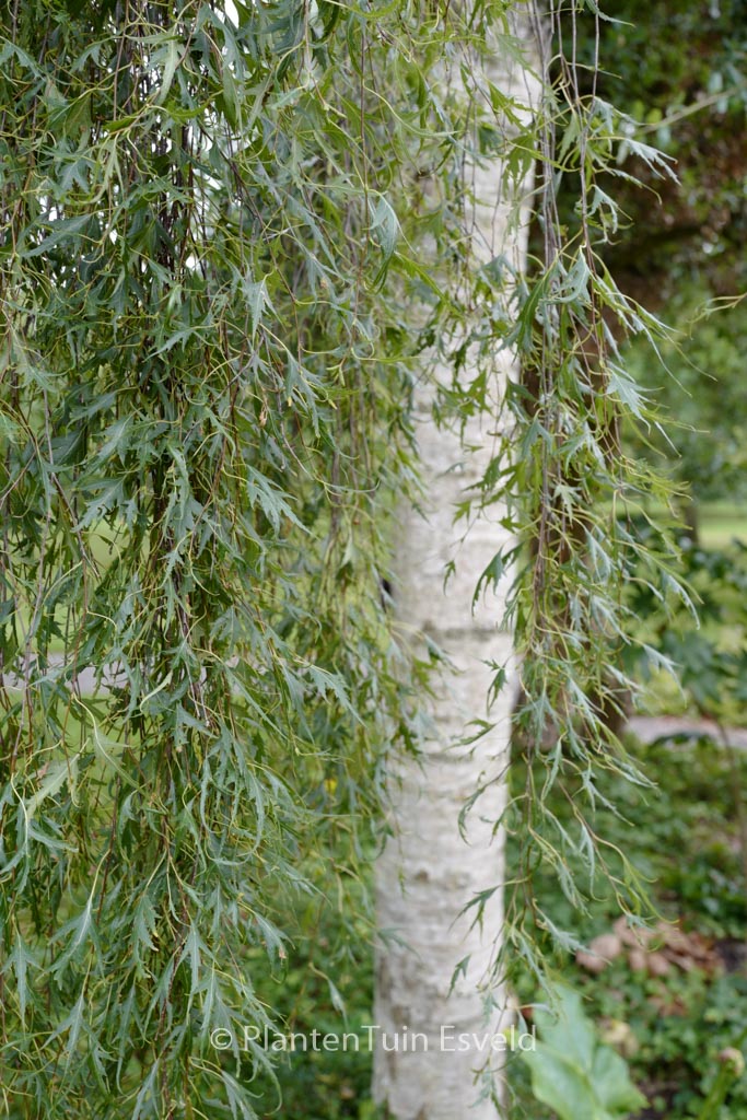 Betula pendula ‘Laciniata’