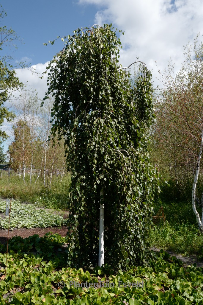 Betula pendula ‘Long Trunk’