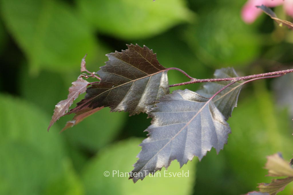 Betula pendula ‘Penci-2’ (ROYAL FROST)