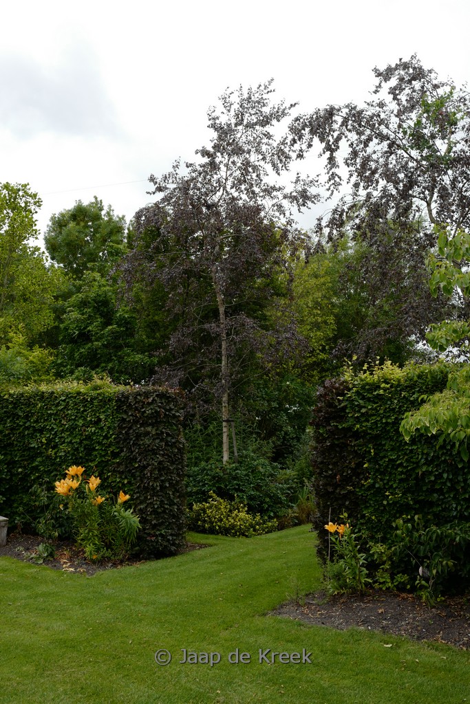 Betula pendula ‘Purpurea’