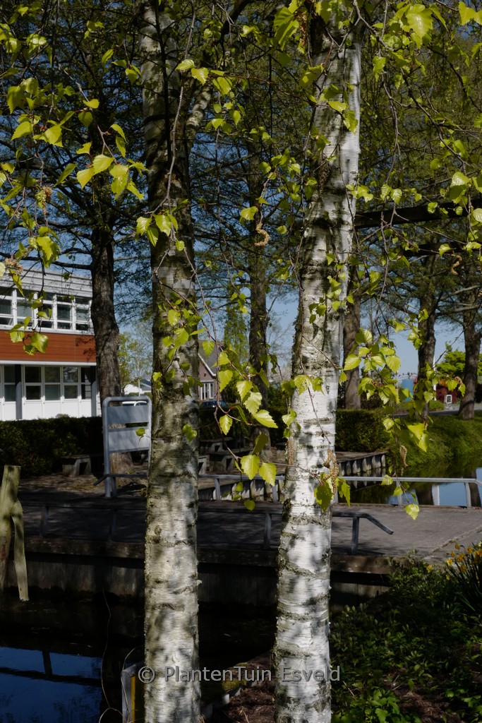 Betula pendula ‘Schneverdinger Goldbirke’
