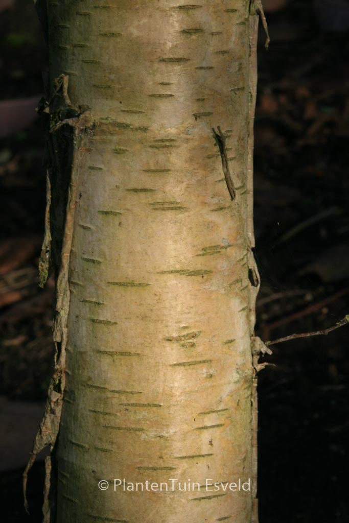 Betula pendula ‘Westonbirt’