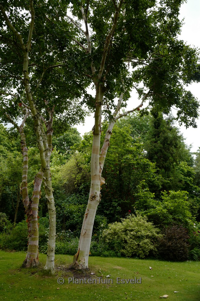Betula utilis ‘Buddha’