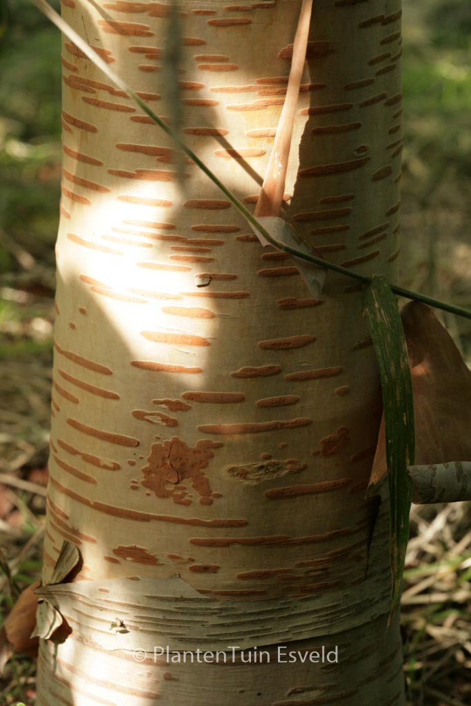 Betula utilis ‘Forrest’s Blush’
