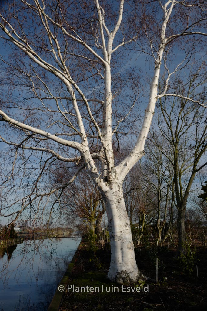 Betula utilis ‘Jermyns’