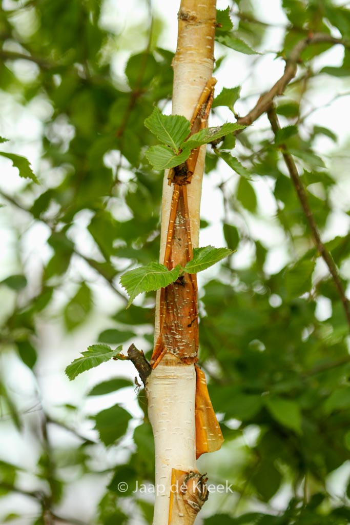 Betula utilis ‘Knightshayes’