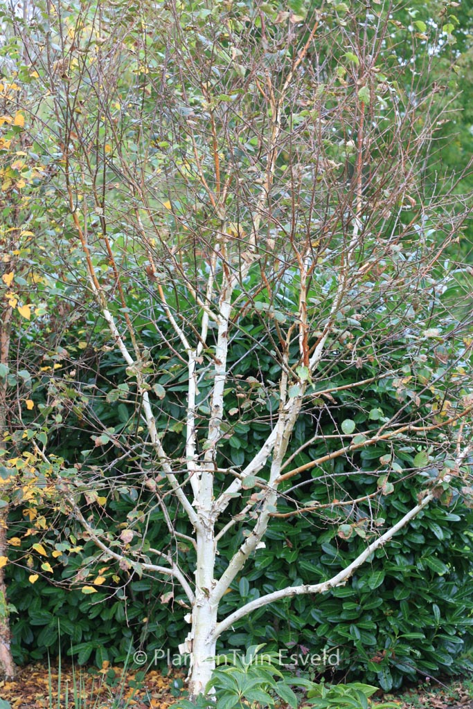 Betula utilis ‘Moonbeam’