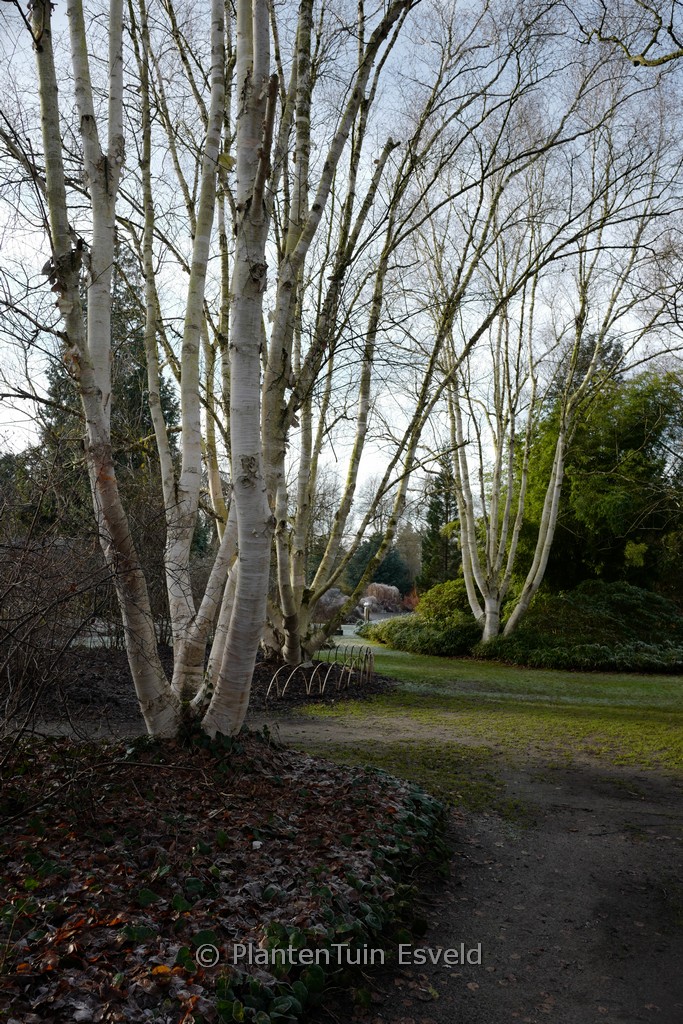 Betula utilis jacquemontii HORT